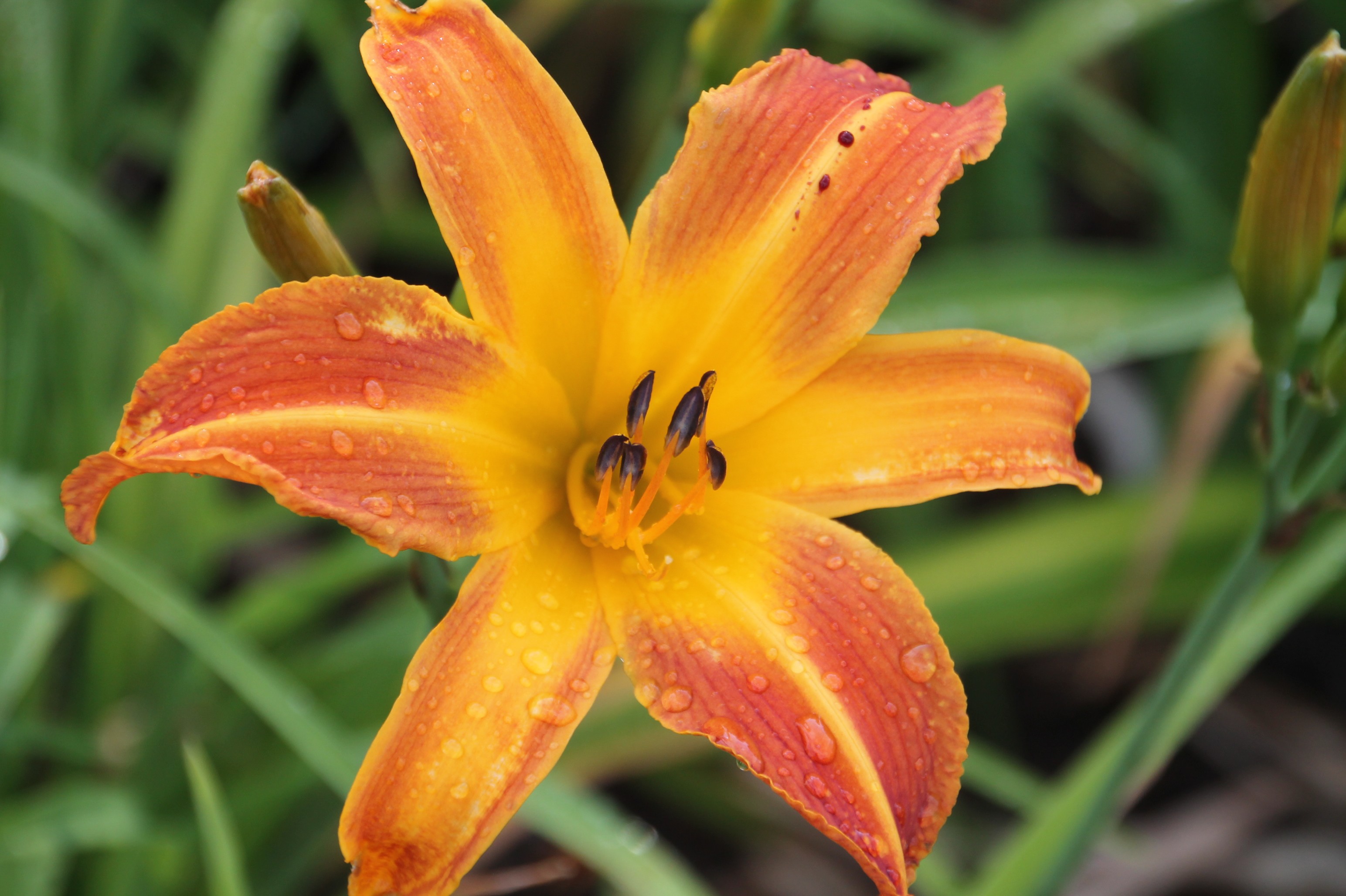 Crash Course Daylily