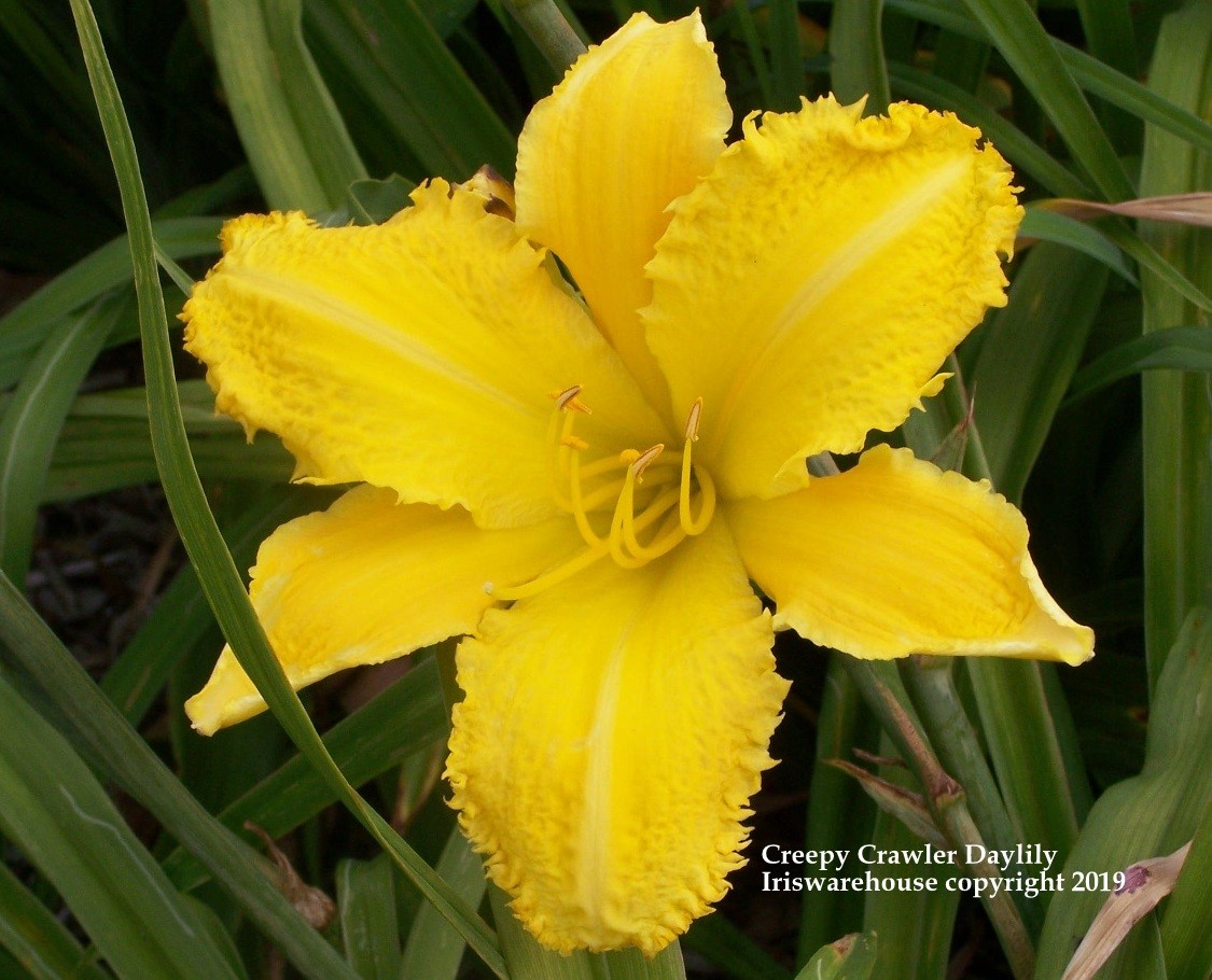 Creepy Crawler Daylily