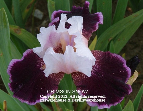 Crimson Snow Iris