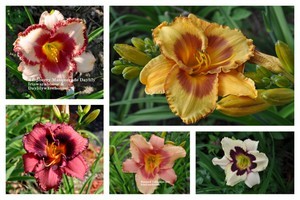 Daylily Variety or Color Special