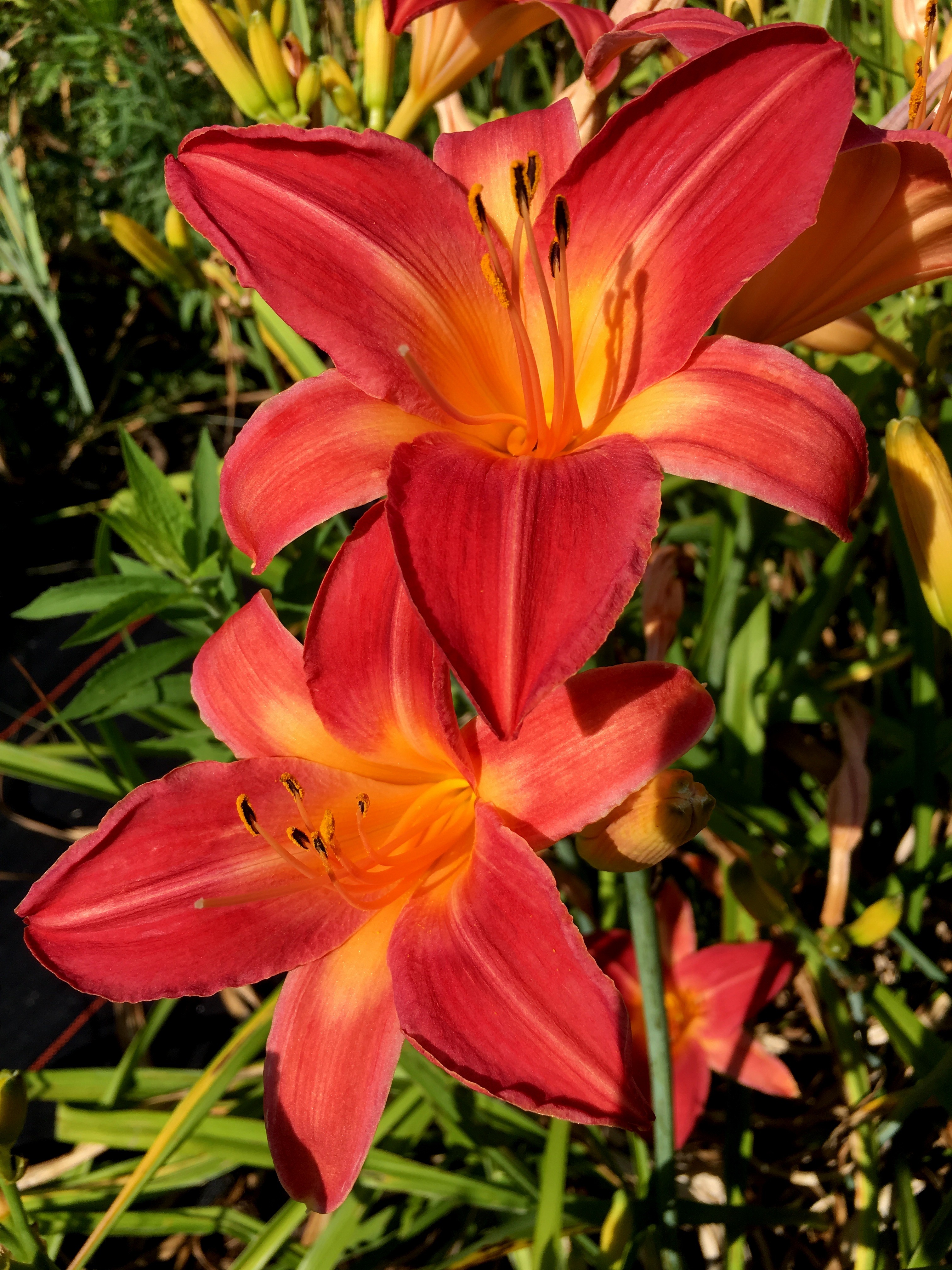 DBC Crew Daylily
