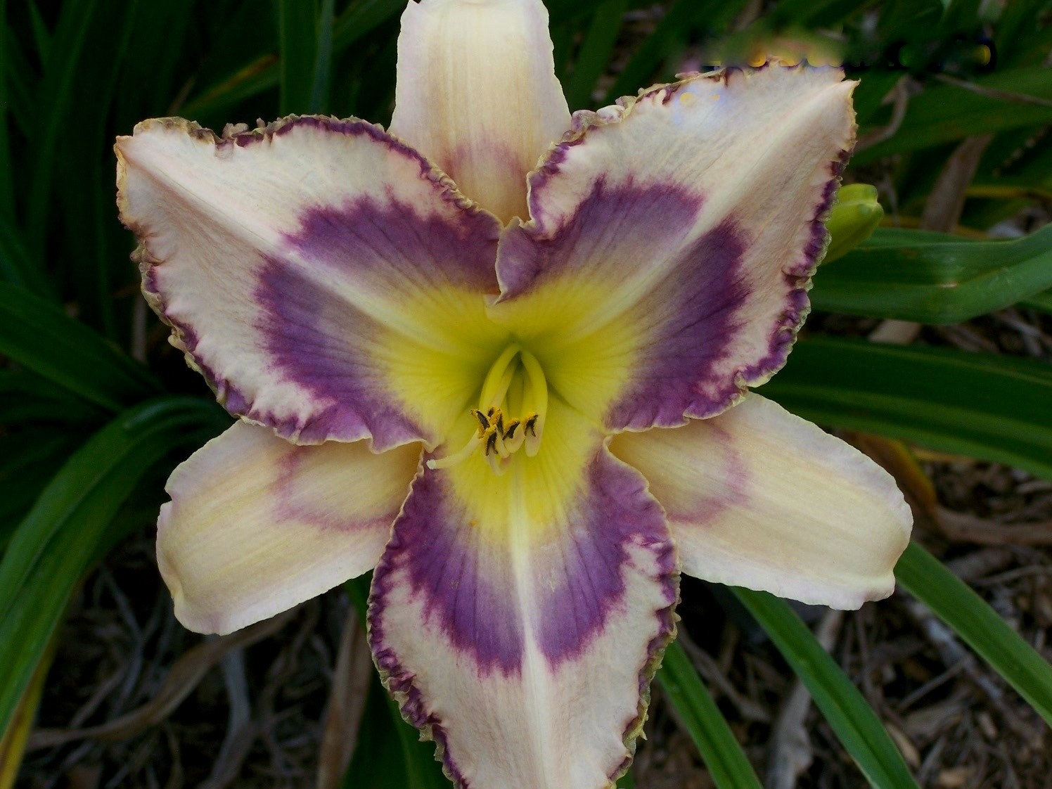 Destined to See Daylily