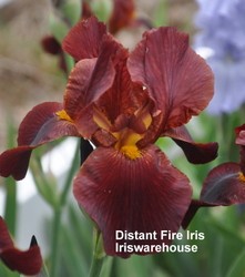 Distant Fire Iris