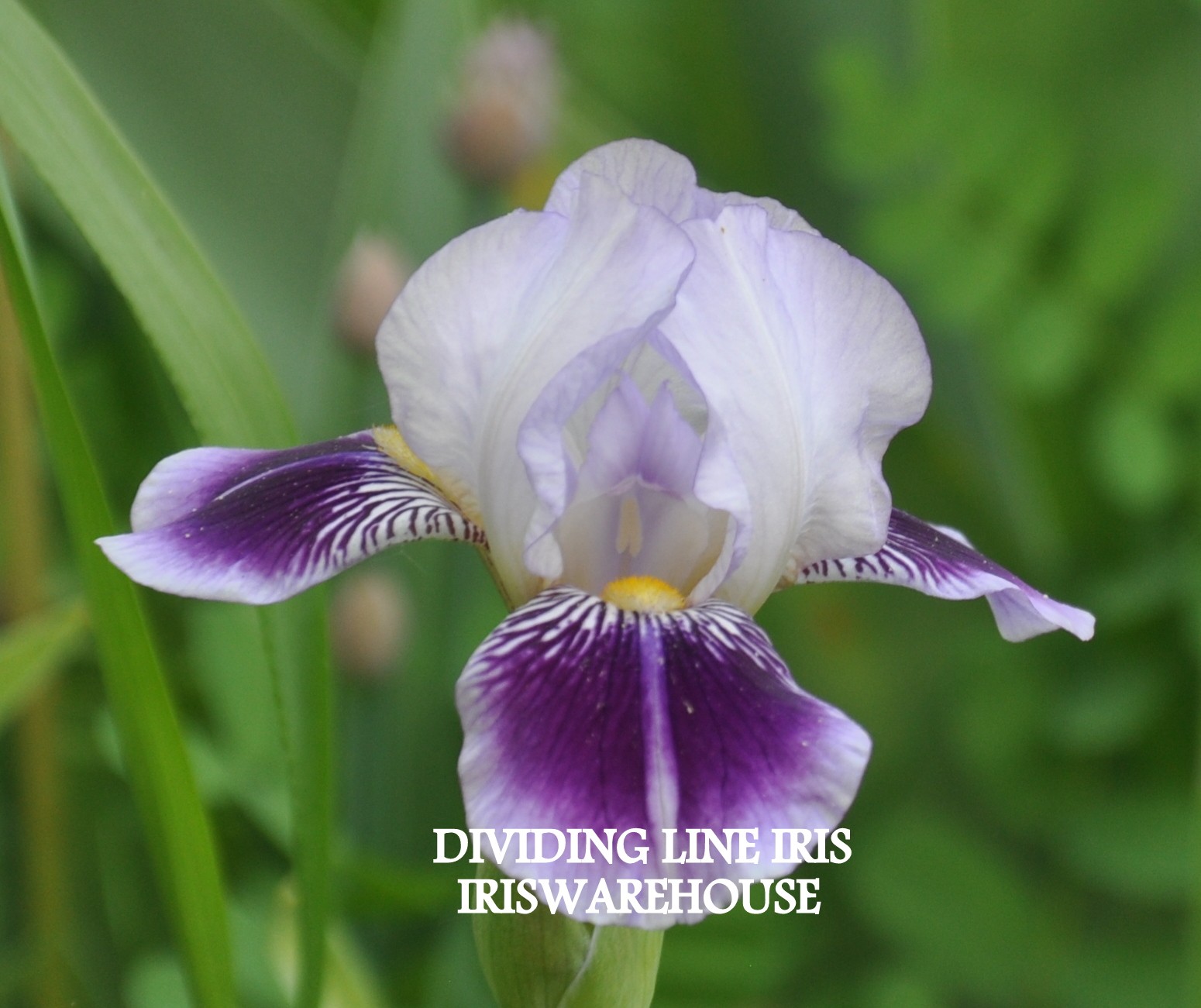 Dividing Line Iris