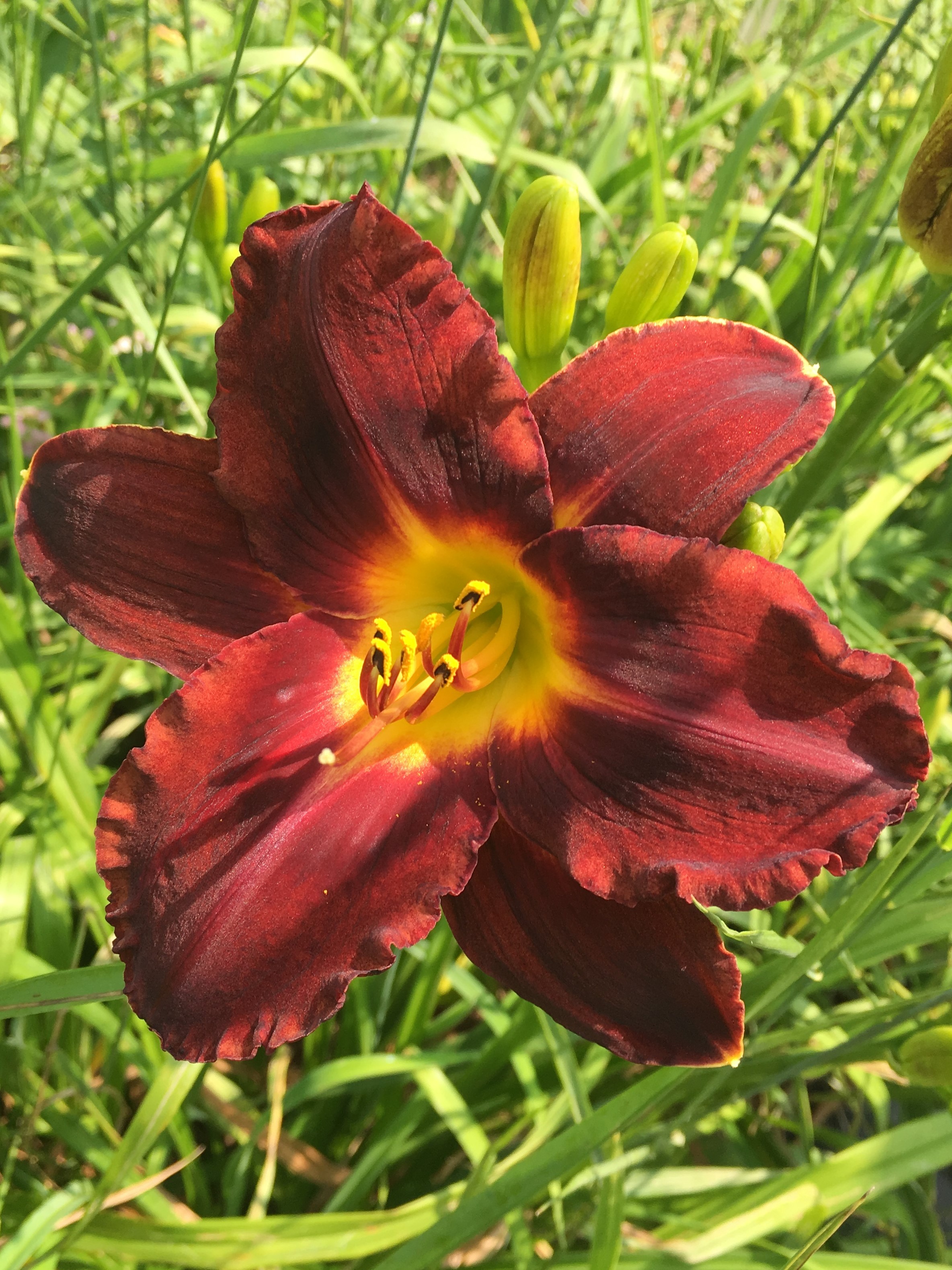 Dominic Daylily