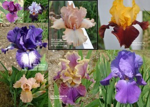 Iris Noid Collage