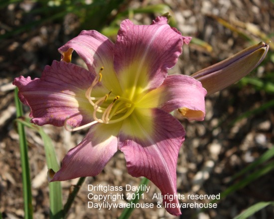 Driftglass Daylily