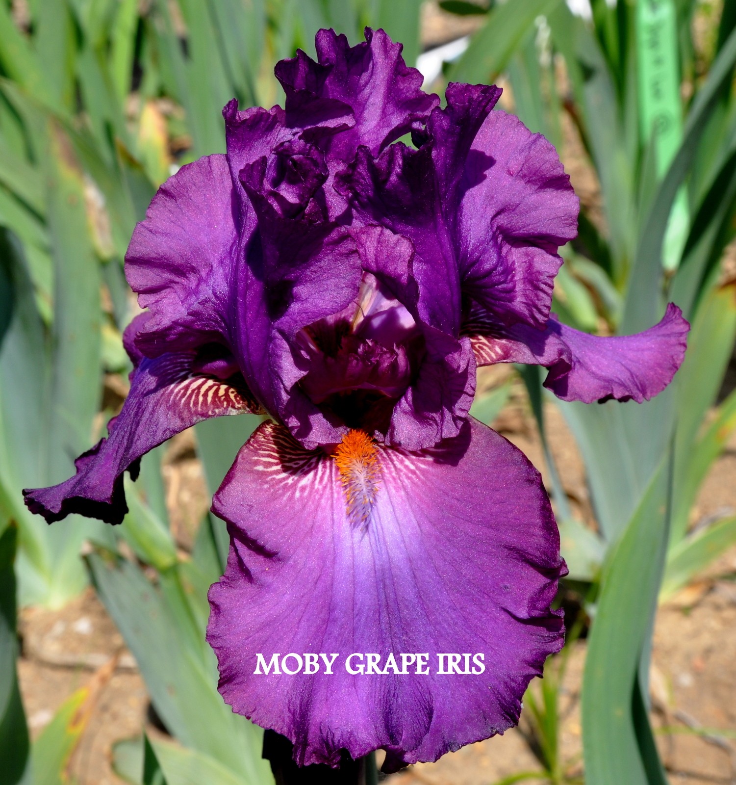 Moby Grape Iris