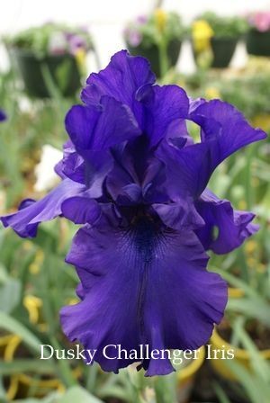 Dusky Challenger Iris