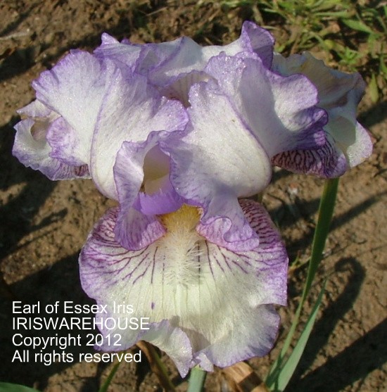 Earl of Essex Iris