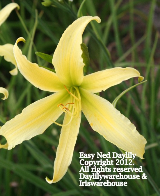 Easy Ned Daylily