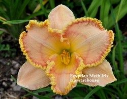 Egyptian Myth Daylily