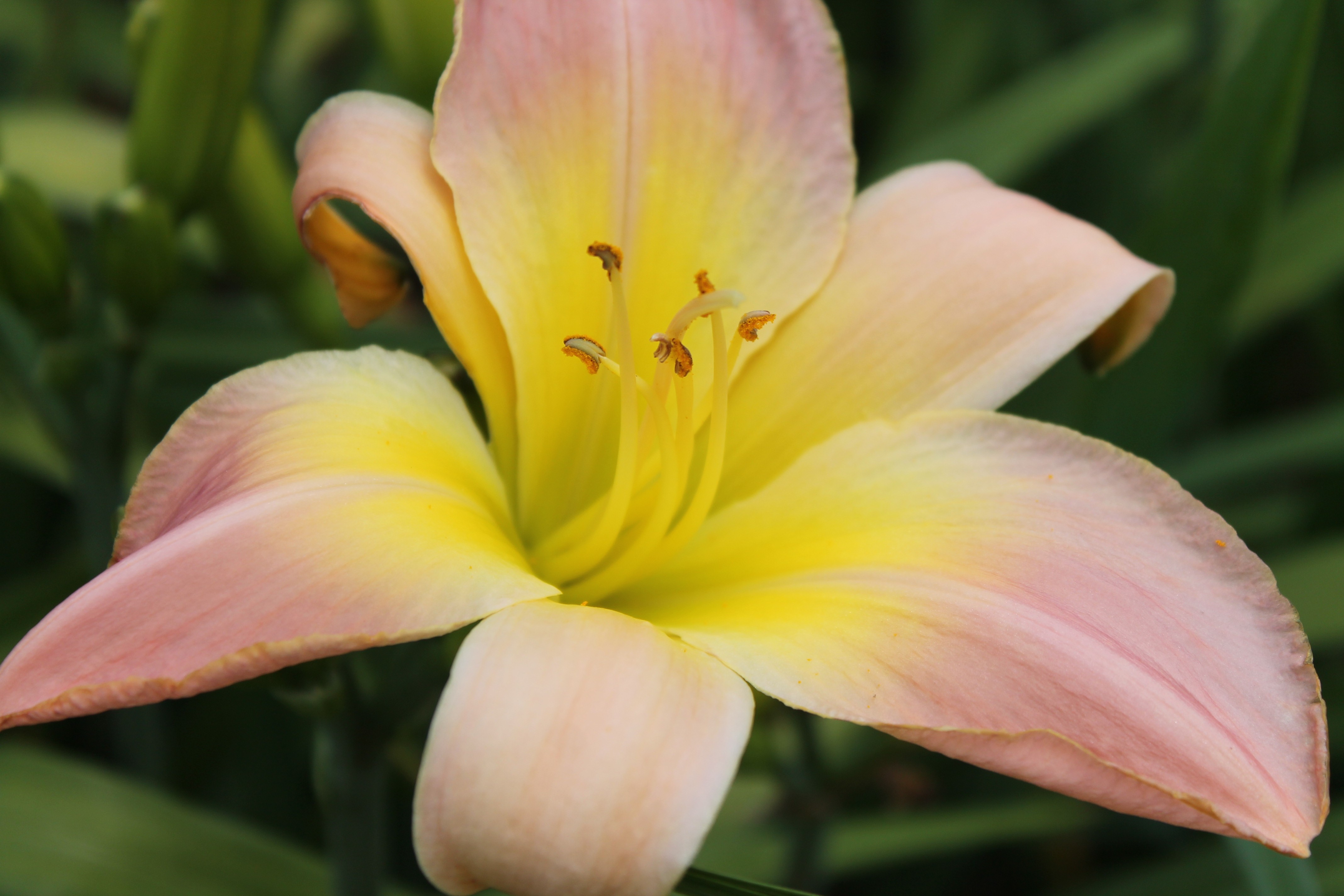 Egyptian Ibis Daylily