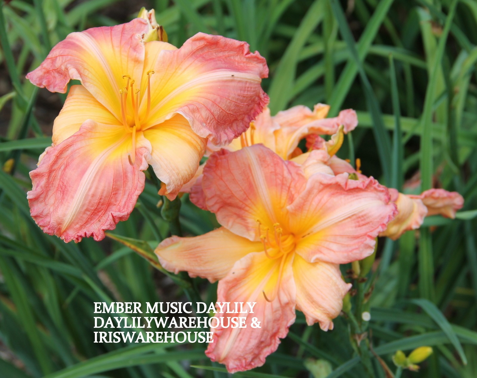 Ember Music Daylily