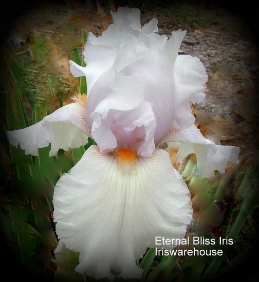 Eternal Bliss Iris
