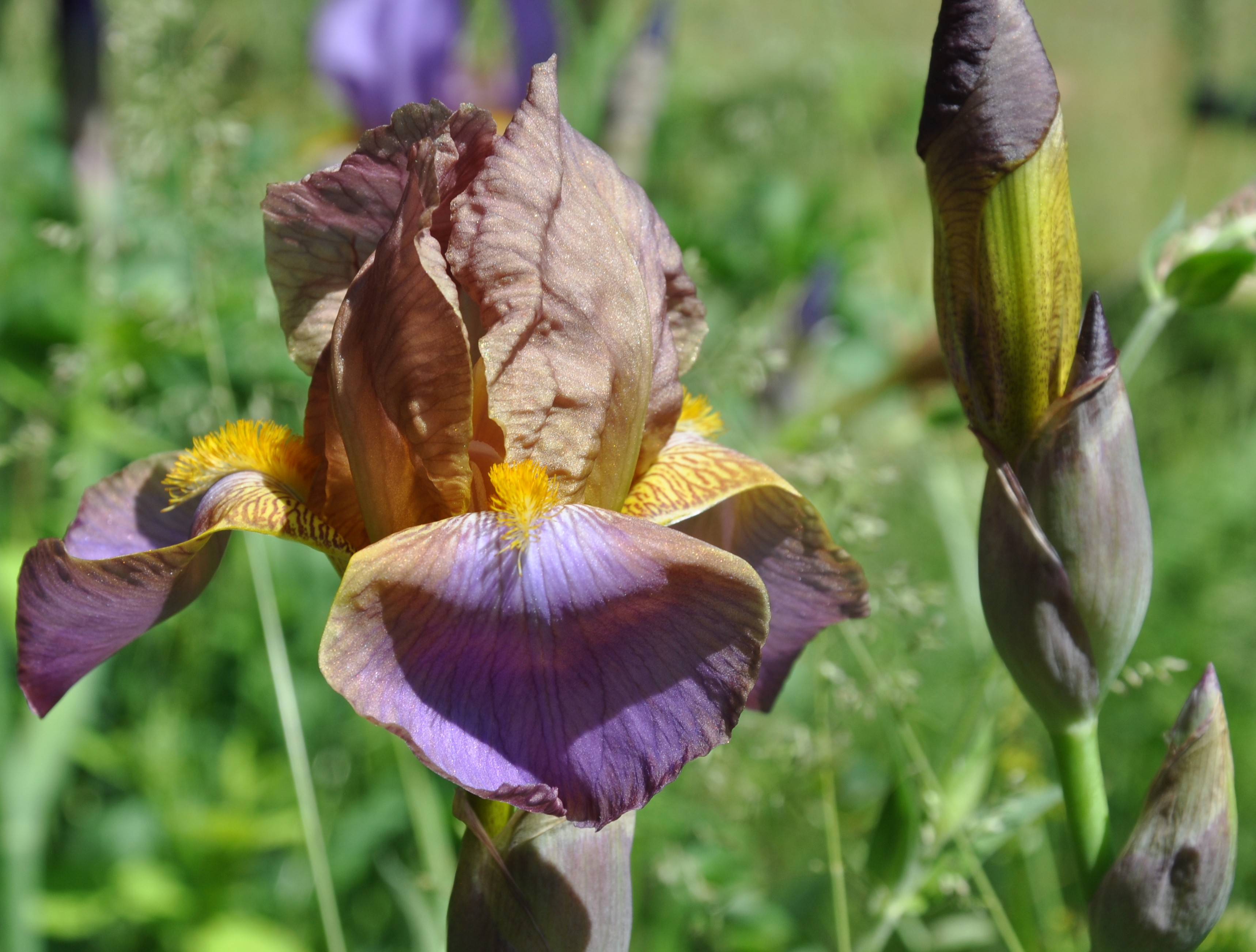 Evolution Iris
