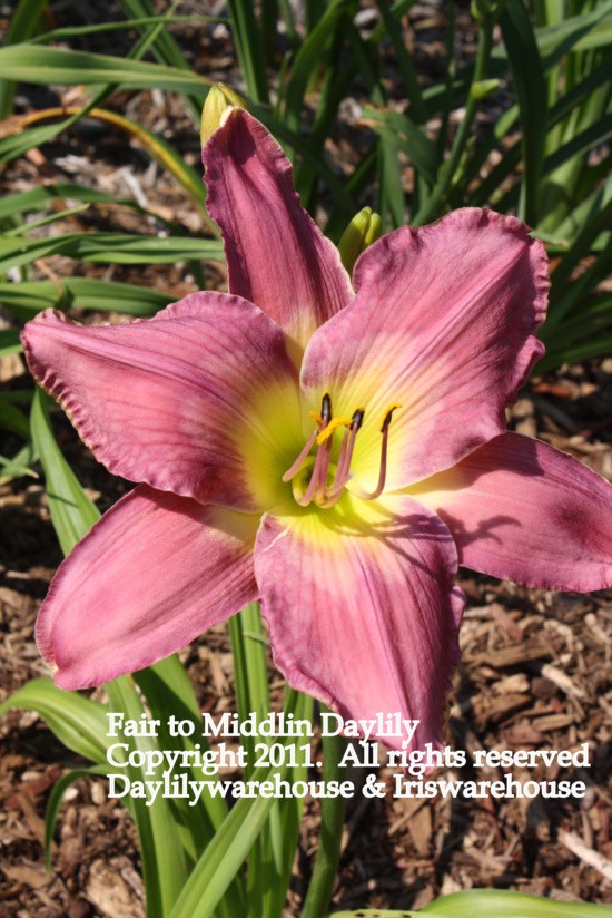 Fair to Middlin Daylily