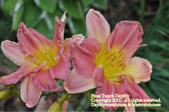 Final Touch Daylily