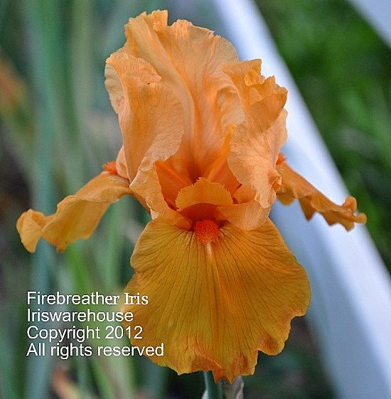 Firebreather Iris