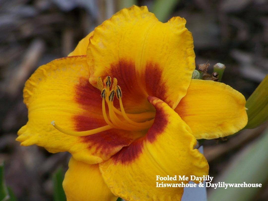 Fooled Me Daylily
