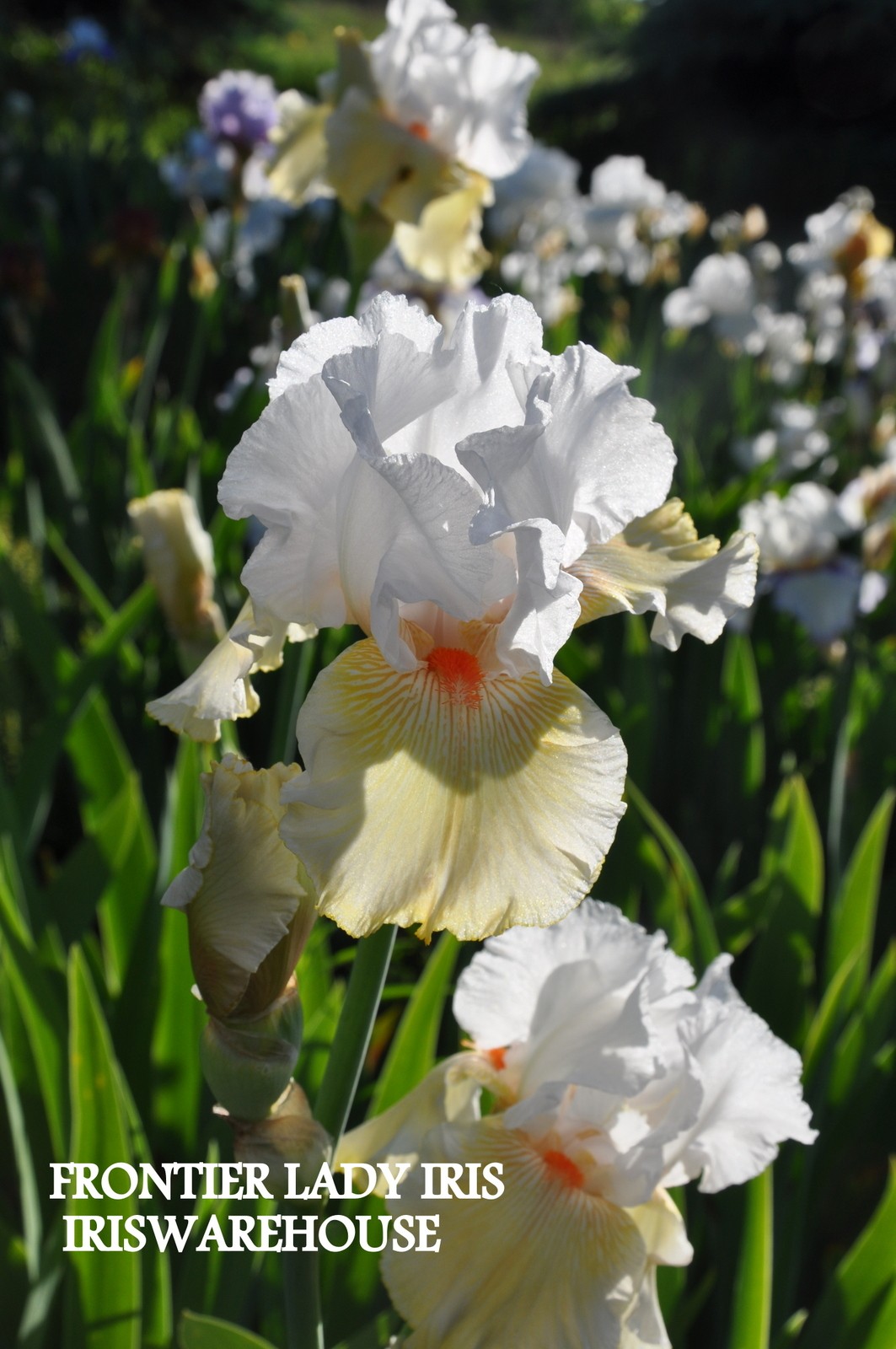 Frontier Lady Iris