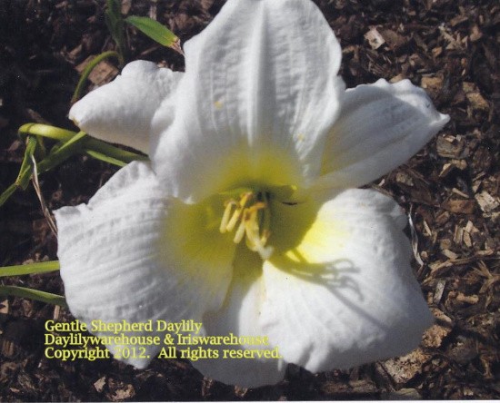 Gentle Shepherd Daylily