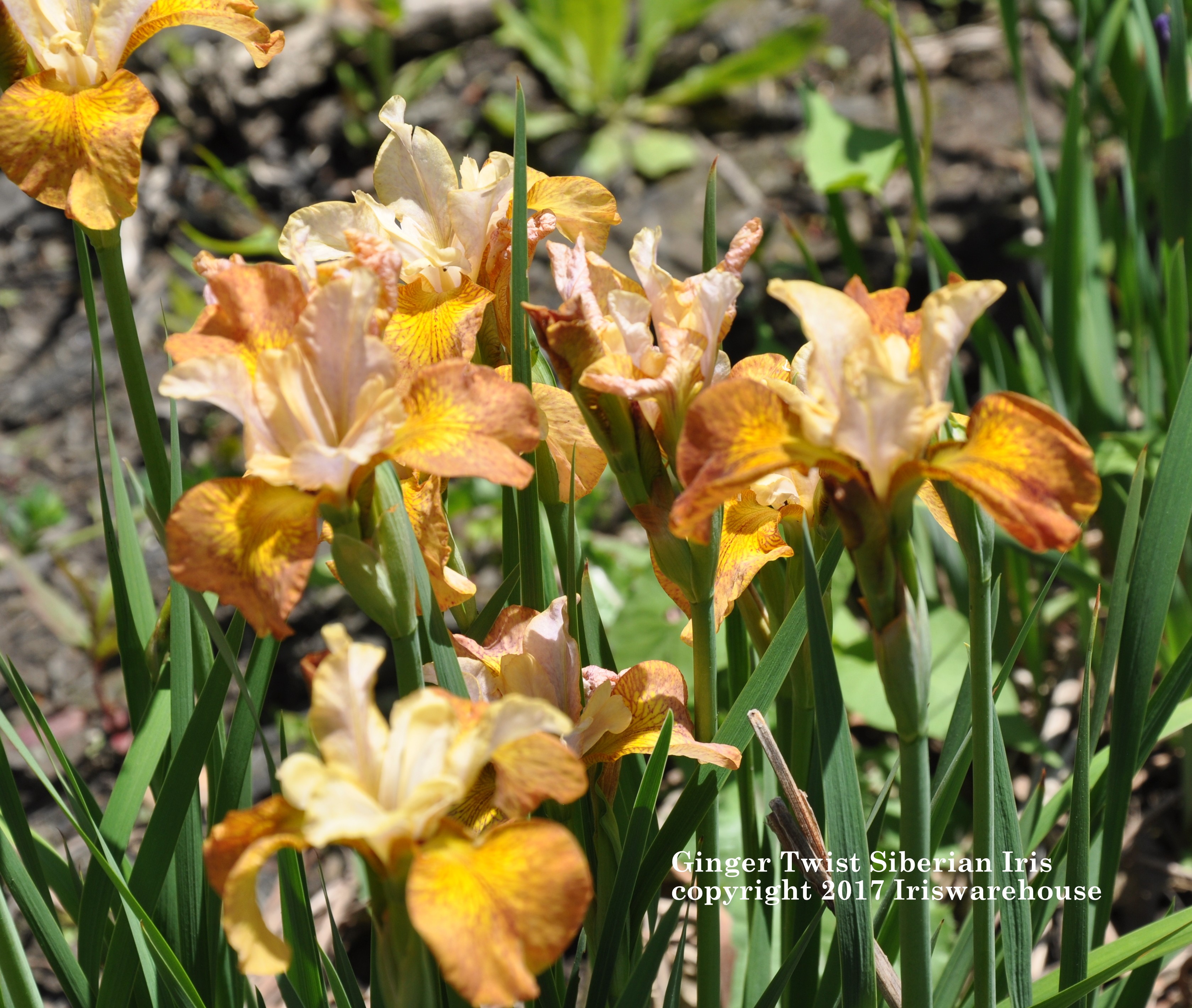 Ginger Twist Siberian Iris
