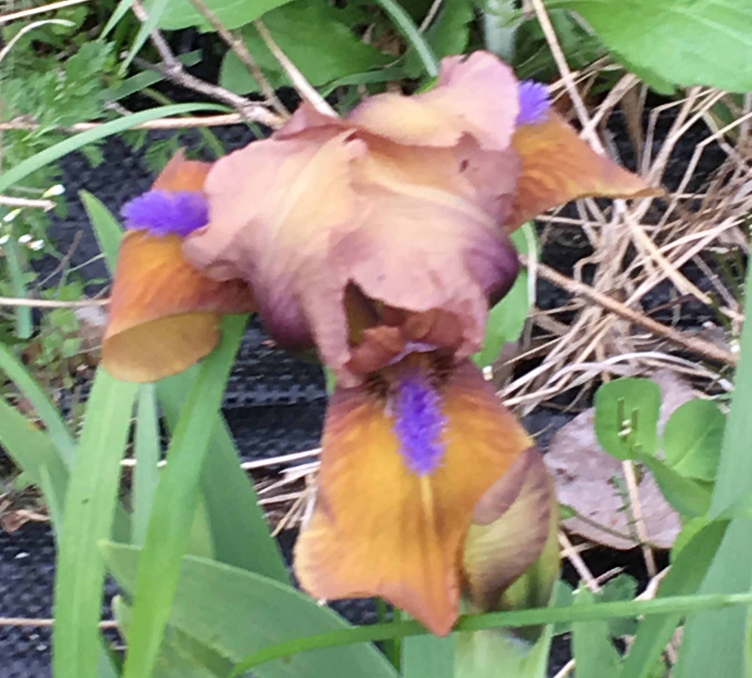 Gingerbread Man Iris