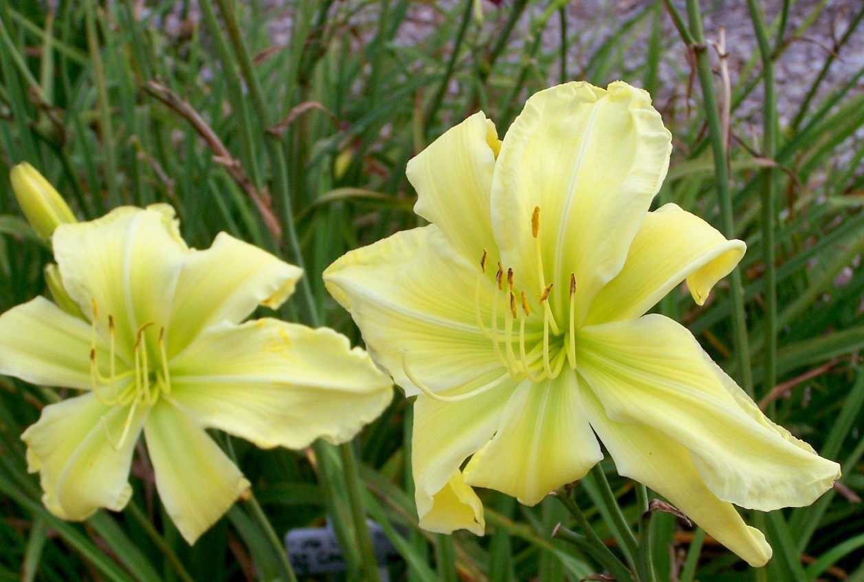 Give Me Eight Daylily