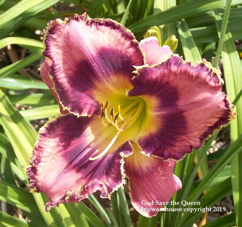 God Save The Queen Daylily