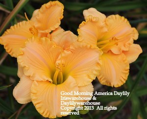 Good Morning America Daylily