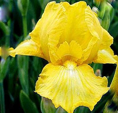 Harlow Gold Iris