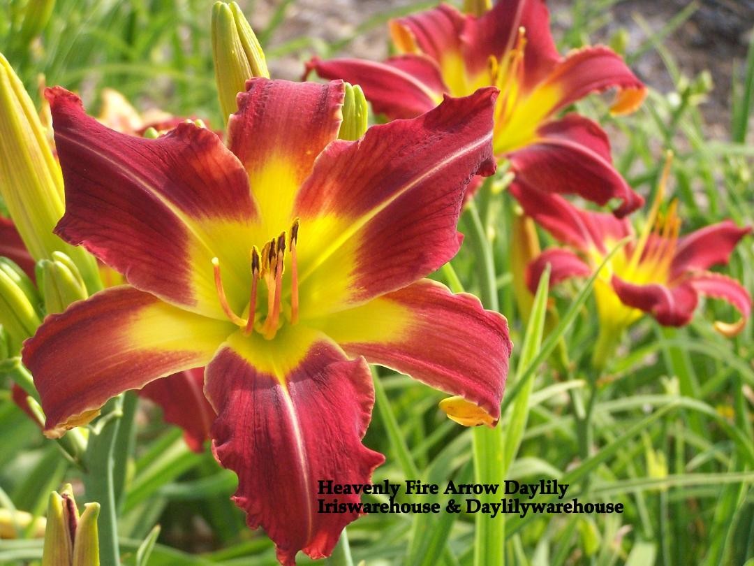 Heavenly Fire Arrow Daylily