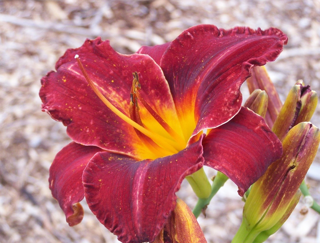BUY IRIS & DAYLILIES ONLINE Illini Jackpot Daylily