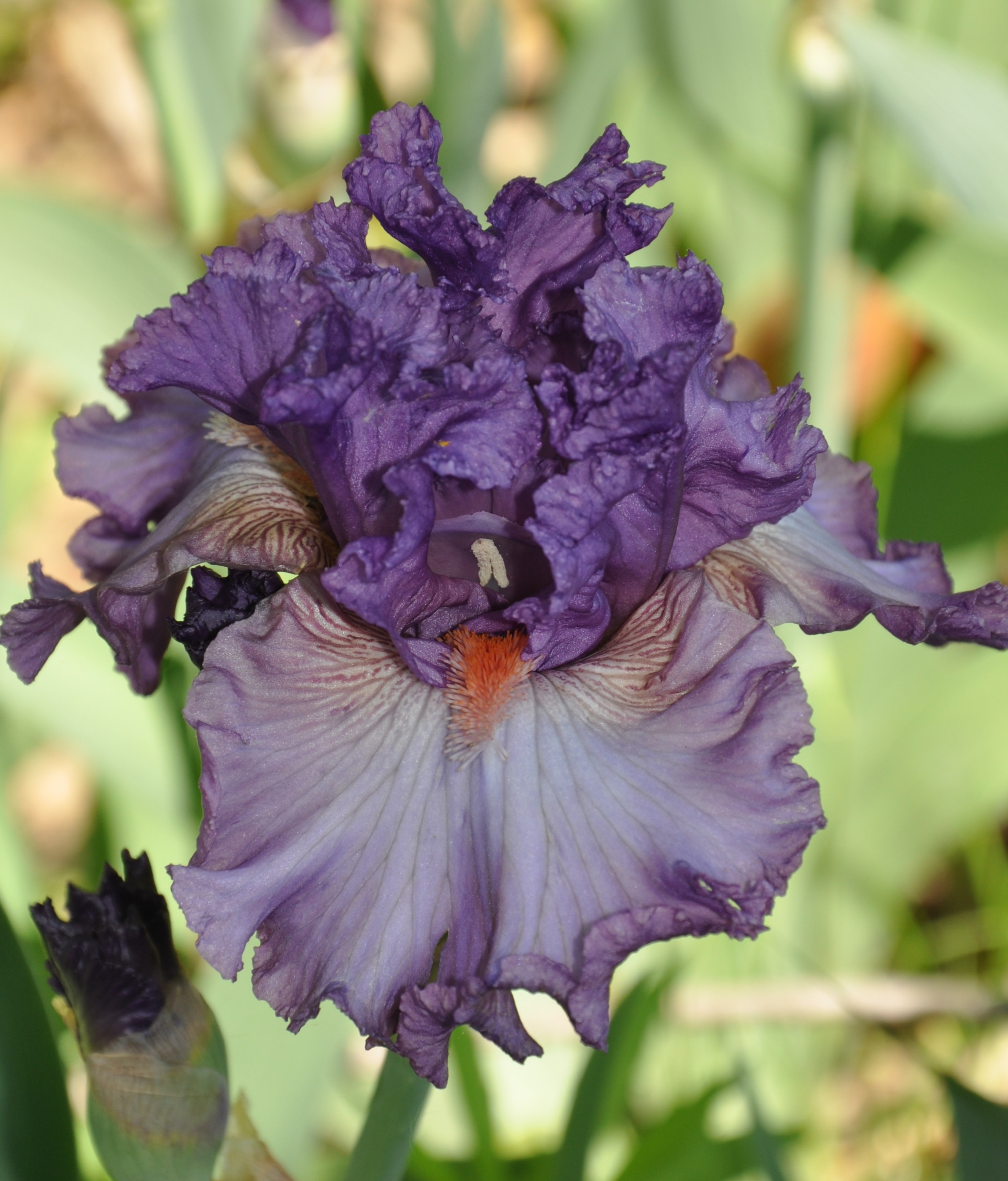 Imbroglio Iris