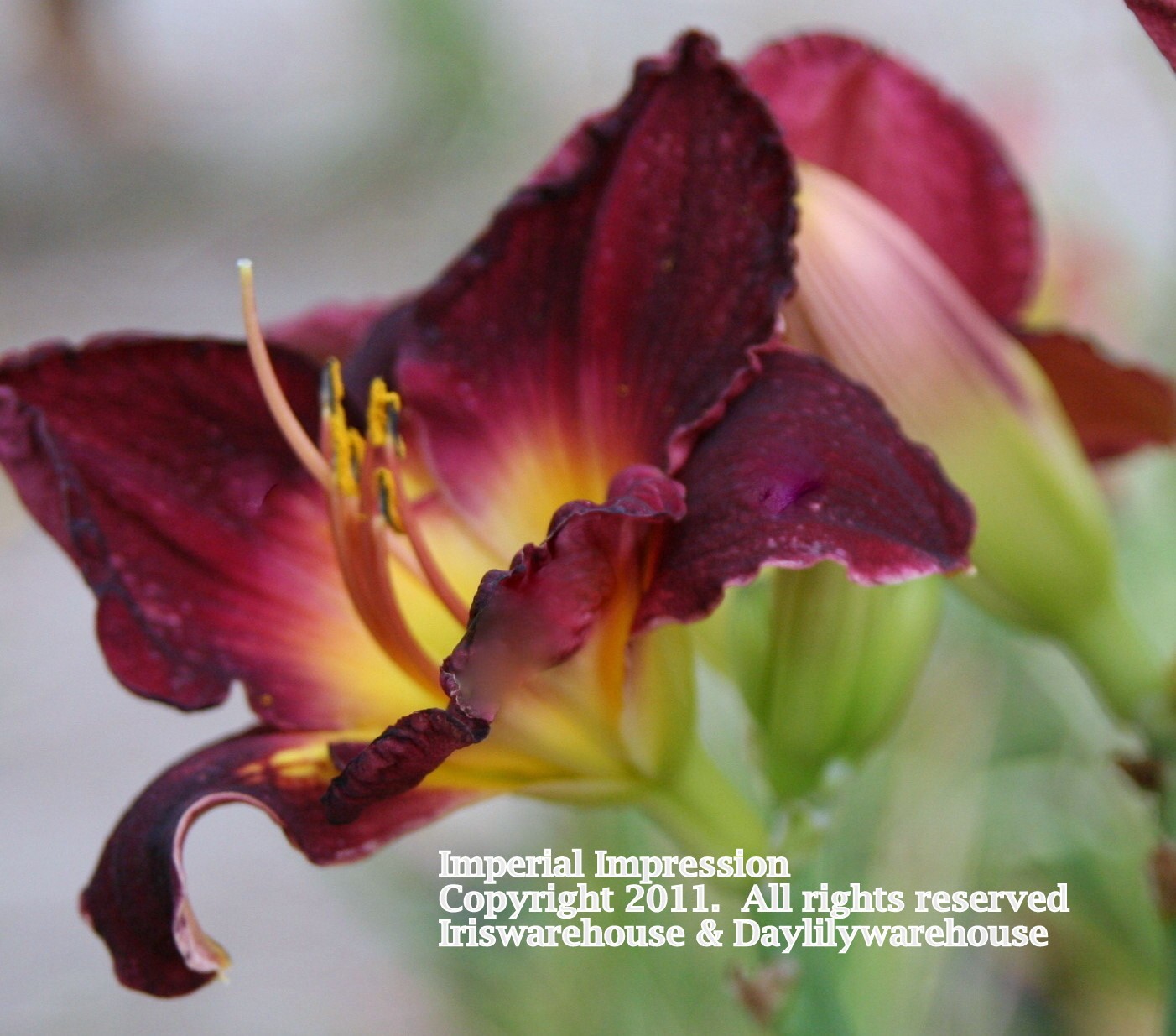 Imperial Impression