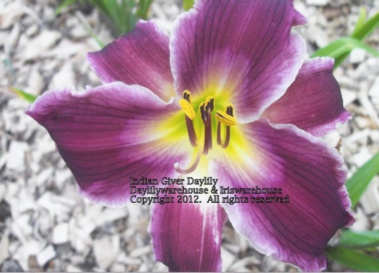 Indian Giver Daylily