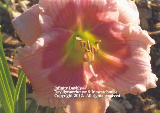 Infinity Daylily