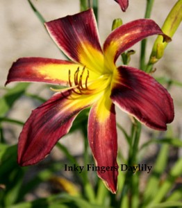 Inky Fingers Daylily