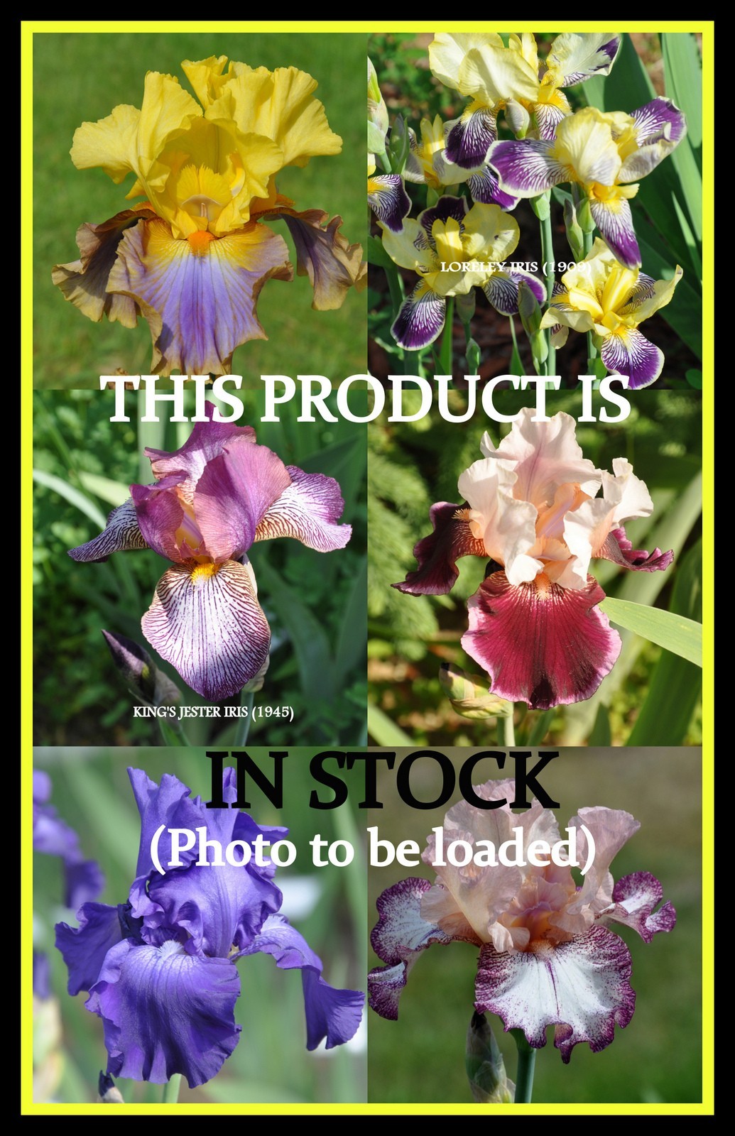Mirrow Shades Daylily