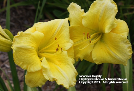 Isosceles Daylily