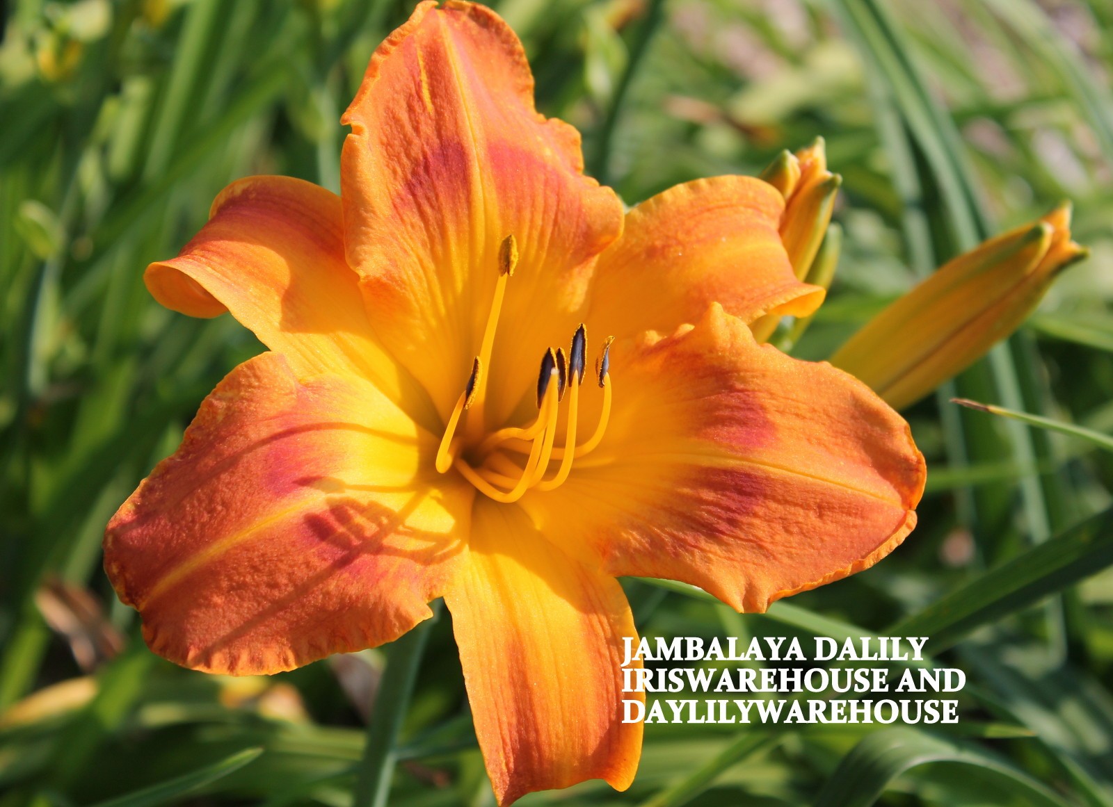Jambalaya Daylily