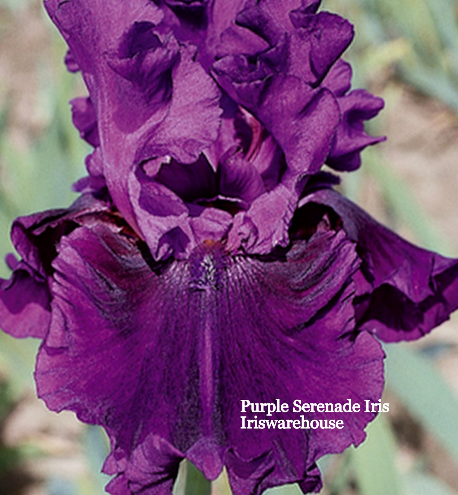 Purple Serenade Iris
