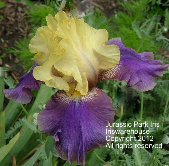 Jurassic Park Iris