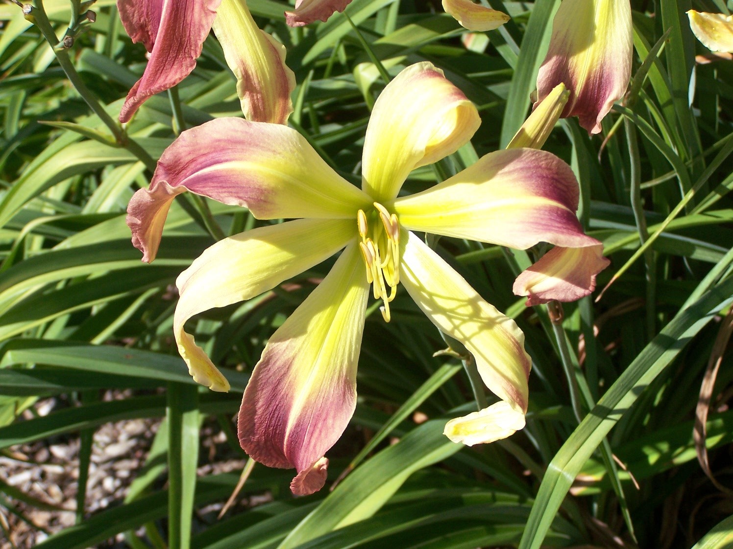 BUY IRIS & DAYLILIES ONLINE Karens Curls Daylily