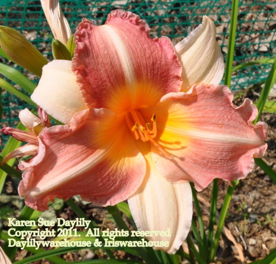 Karen Sue Daylily