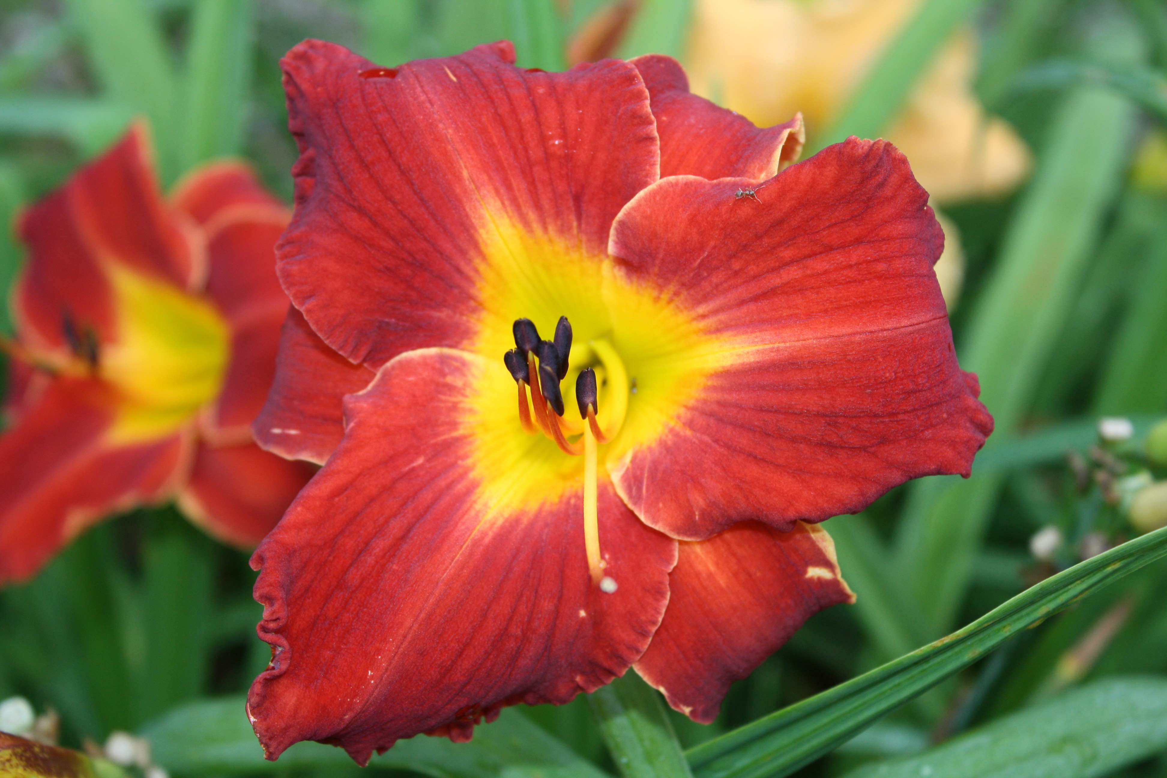 BUY IRIS & DAYLILIES ONLINE Kents Favorite Two Daylily