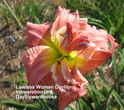 Lawless Woman Daylily