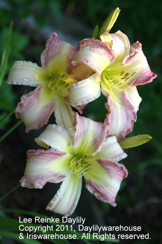 Lee Reinke Daylily