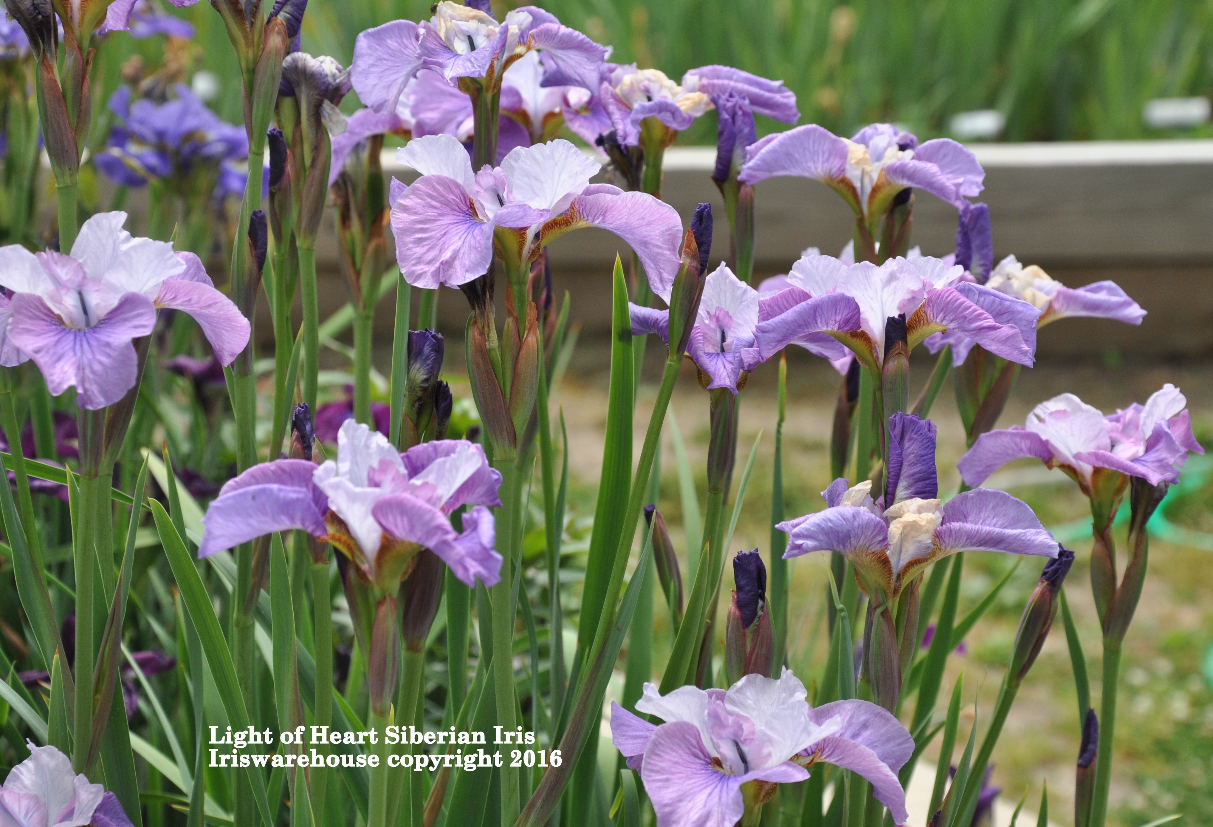 Light Of Heart Siberian Iris